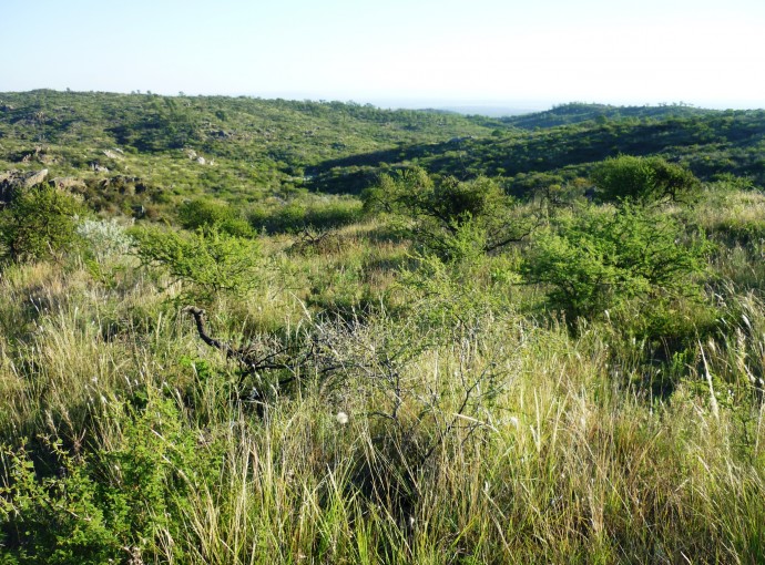 C01-8Native vegetation